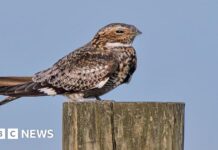Чисельність Нічних Трясагузок Зростає в Національному Парку Саут-Даунс Після Десятиріччя Занепаду