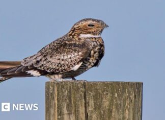 Чисельність Нічних Трясагузок Зростає в Національному Парку Саут-Даунс Після Десятиріччя Занепаду