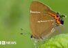 Habitat Restoration Sparks Hope for Rare Butterfly Species in the Quantocks