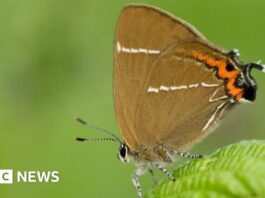 Відновлення довкілля дарує надію рідкісним видам метеликів у Квантоках