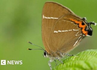 Habitat Restoration Sparks Hope for Rare Butterfly Species in the Quantocks