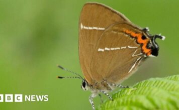 Відновлення довкілля дарує надію рідкісним видам метеликів у Квантоках