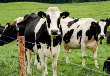 Мутация H5N1: как птичий грипп адаптируется к крупному рогатому скоту, не приобретая преимуществ для заражения человека