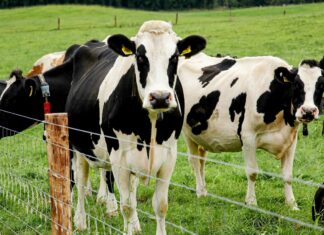 Мутация H5N1: как птичий грипп адаптируется к крупному рогатому скоту, не приобретая преимуществ для заражения человека