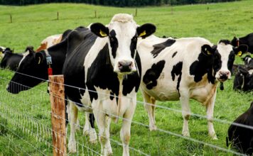 Мутація H5N1: як пташиний грип адаптується до великої рогатої худоби, не набуваючи переваг для зараження людини