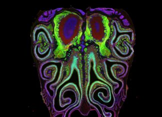 The Hidden Map of Smell: Harvard Scientists Decode the Nose’s Organized Structure