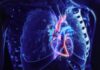 The Power of the Pump: How Heartbeats Inhibit Cancer Growth