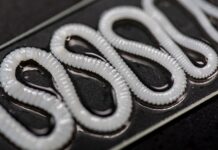 Стрічковий черв’як у вашому дворі