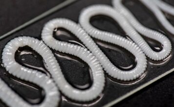 Стрічковий черв’як у вашому дворі