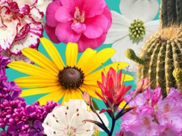 Цветы Bicentennial: Как выставка в Вашингтоне подчеркивает изменение экологии США