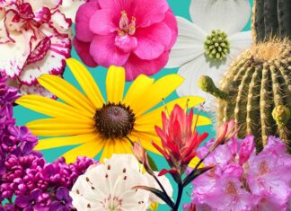 Le fioriture del Bicentenario: come una mostra di fiori a Washington D.C. evidenzia il cambiamento dell’ecologia americana