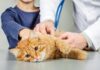 Strani reni di gatto potrebbero spiegare la malattia