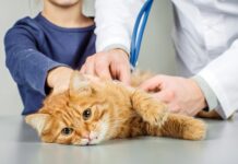 Strani reni di gatto potrebbero spiegare la malattia