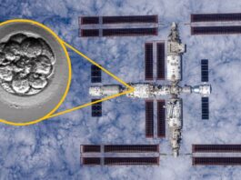 Китай відправив штучні людські ембріони до космосу