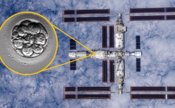 Китай відправив штучні людські ембріони до космосу