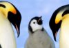 La marcha hacia la extinción: por qué los pingüinos emperador enfrentan una crisis existencial