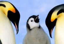 The March to Extinction: Why Emperor Penguins Face an Existential Crisis