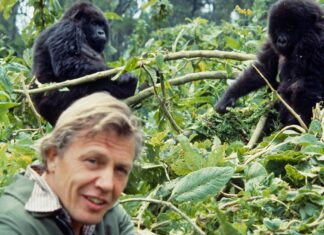 Más allá del Gorila: Los documentales Esenciales de David Attenborough