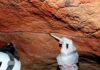 Le pareti delle caverne racchiudono segreti che non potremmo mai portare alla luce