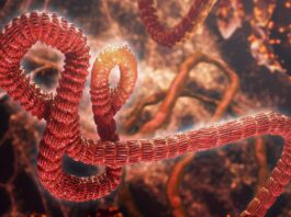 Nejsme připraveni na virus Bundigogo