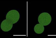 The Potato That Ate Science