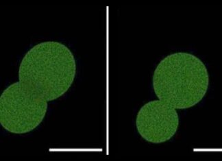 The Potato That Ate Science