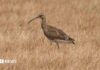 Curlew Revival in Elmley: hoe losgelaten vogels weer aan het nestelen zijn