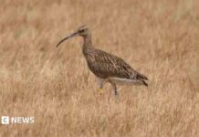 Curlew Revival in Elmley: hoe losgelaten vogels weer aan het nestelen zijn
